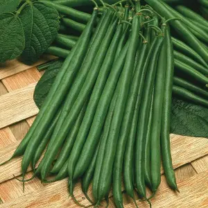 Dwarf Bean Boston 1 Seed Packet (100 Seeds)