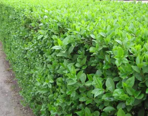 Direct Plants Ligustrum Ovalifolium Green Privet Hedging Pack of 10 Large Trees 4ft Tall