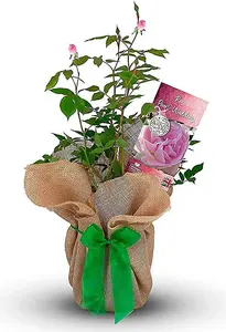 Pearl Wedding Rose Bush Gift Wrapped - 30th Wedding Anniversary Plant