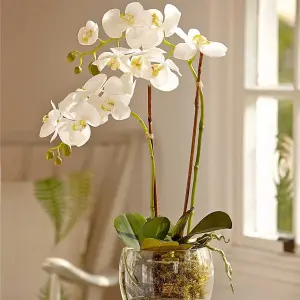 Bloom Artificial Double Phalaenopsis White Orchid Flower in Vase - Faux Fake Realistic Floral Home Decoration - H60cm x W30cm