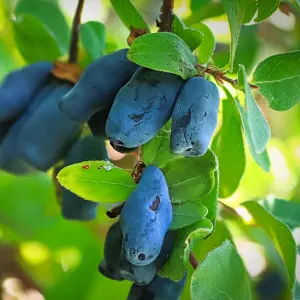 Honeyberry Honey Bee - Hardy Berry Bush with Sweet and Tangy Flavors (30-50cm Height Including Pot)