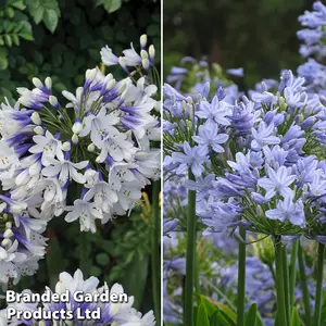 Agapanthus Duo 9cm Potted Plant x 4