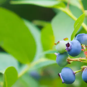 Lincolnshire Fruits Spartan Potted 1 Litre (Blueberry)