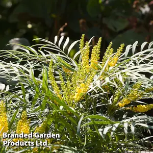 Mahonia Soft Caress 9cm Pot x 1