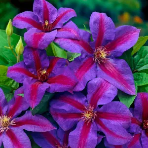 Clematis Mrs N. Thompson - Purple Blooms, Climbing Vine, Morning Sun (20-30cm Height Including Pot)