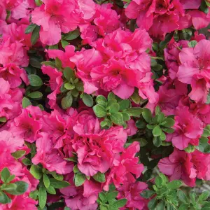 Pink Japanese Azalea (30-40cm Height Including Pot) - Delicate Pink Blooms Evergreen