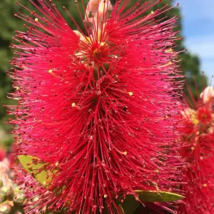 Callistemon Inferno - Outdoor Flowering Shrub, Ideal for UK Gardens, Compact Size (15-30cm Height Including Pot)