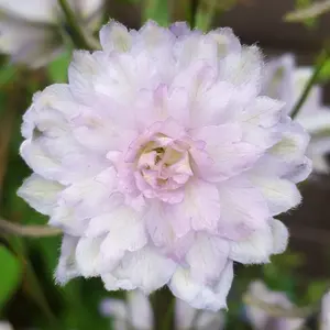 Delphinium Highlander Cha Cha - Pink and White Blooms, Perennial Plant, Compact Size (15-30cm Height Including Pot)