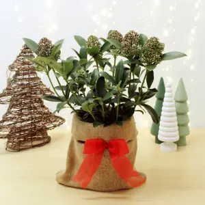 Skimmia Fragrant Cloud Plant in 2L Pot with Hessian Gift Wrap - Evergreen Outdoor Shrub - Easy to Grow Christmas Gardening Gift