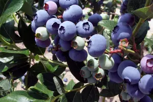 Direct Plants Vaccinium Corymbosum Duke Blueberry Bush Fruit Plant Large Supplied in a 2 Litre Pot