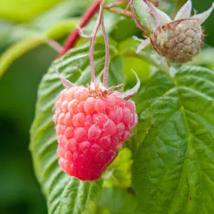 Lincolnshire Fruits Versaille Potted 1 Litre (Raspberry)