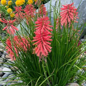 Kniphofia Poco Red - Striking Red Flowers, Upright Growth, Ideal UK Garden Plant, Compact Size (20-30cm Height Including Pot)