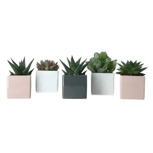 GoodHome Square Succulent in Assorted Ceramic Decorative pot 5.5cm