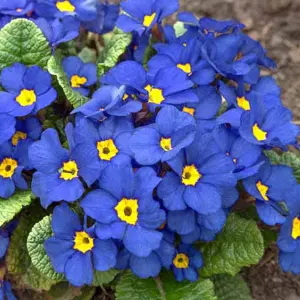 Polyanthus Blue Bedding Plants - Delicate Blooms (6 Pack)