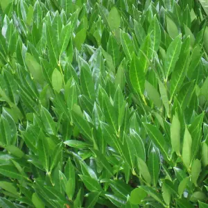 Hedges Direct Laurel 'Caucasica' 60cm Height Evergreen Hedge Plant