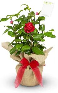 Camellia Ruby Anniversary - Gift Wrapped Plant - 40th Wedding Anniversary Gift