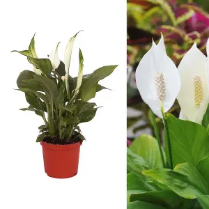 Spathiphyllum Peace Lily - Indoor Plant in 9cm Pot - Ideal for Home or Office