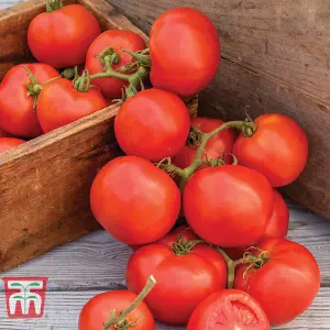 Tomato Oh Happy Day 1 Seed Packet (8 Seeds)