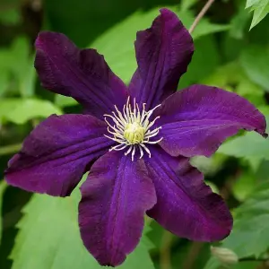 Clematis Romantika Burgandy Flowering Vine Climbing Plant 60cm Cane 3L Pot