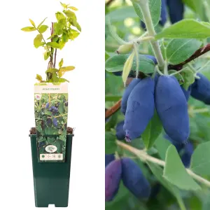 Honeyberry Honey Bee - Hardy Berry Bush with Sweet and Tangy Flavors (30-50cm Height Including Pot)