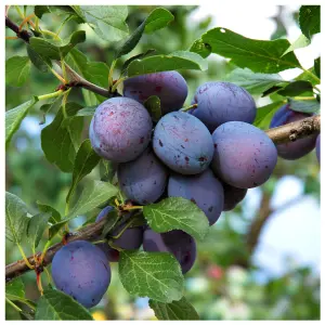 Czar Plum Tree 4-5ft in 6L Pot, Self Fertile, Ready to Fruit, Good For Cooking or Eating