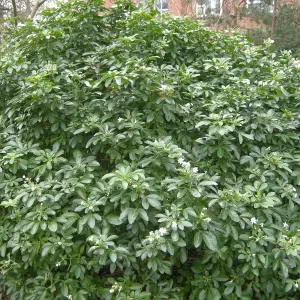 Choisya Ternata in 9cm Pot - Mexican Orange Blossom - Aromatic Evergreen Shrub