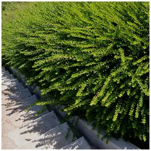 3 Lonicera Nitida  Hedging Box Honeysuckle Tree Plants, 40-60cm Tall 3FATPIGS