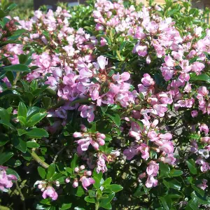 Escallonia Apple Blossom Garden Shrub - Pink Flowers, Compact Size, Attracts Pollinators (20-30cm Height Including Pot)