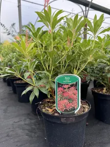 3 Mixed Extra Large Pieris Shrubs Fragrant Evergreen Garden Plants in 3 Litre Pots