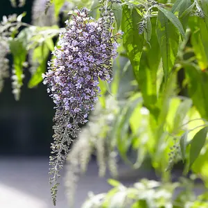 Buddleia davidii 'Wisteria Lane' in a 9cm Pot - Butterfly Bush for Gardens Fragrant Pollenator Attracting Plants for Gardens Ready