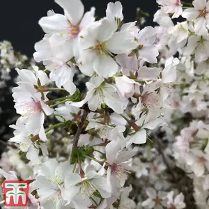 Japanese Flowering Cherry Tree - Kojo-No-Mai Potted Plant x 1