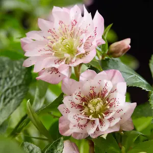 Helleborus orientalis Double Ellen Pink 14cm Potted Plant x 1