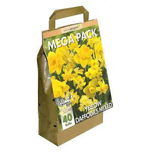 Narcissus Daffodil Bulbs Big Buy Value Pack, 40 Bulbs, Bee Friendly, Easy Planting, Perfect Spring Flowers, Eco-Friendly Packaging