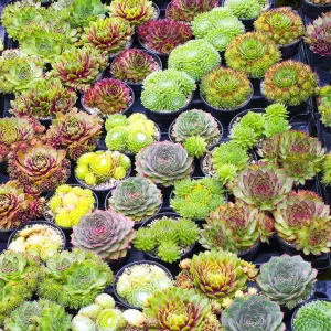 Sempervivum Plants - 10 Hen and Chick Indoor Plant Mix, Evergreen Houseplant Collection in 5.5cm Pots