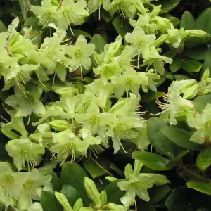 Rhododendron Shamrock Garden Plant - Yellow Blooms, Compact Size, Hardy (15-30cm Height Including Pot)