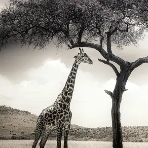 Giraffe Safari Mural - 192x260cm - 5084-4