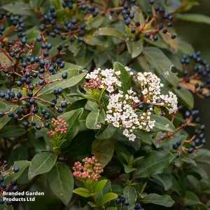 Hardy Shrub - Viburnum Tinus - 3.6 Litre Potted Plant x 1