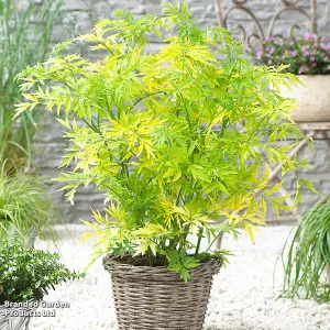 Sambucus nigra Golden Tower 9cm Potted Plant x 1