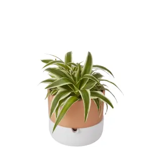 Verve Terracotta & white Clay Plant pot (Dia) 16.1cm, (H)14.5cm, 600ml