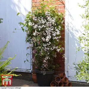 Scented Jasmine - Jasminum x stephanense 'Starry Starry Summer Night' 9cm Potted Plant x 2