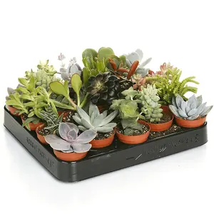 10 Succulent Plant Mix - Indoor Plant Gift - House & Office Plants