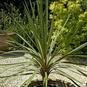 Cordyline australis Green, 17cm Pot, Plant 60-70cm Tall