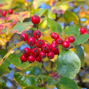 Broad Leaved Cockspur Thorn Tree Outdoor Crataegus PersimilisBare Root 1.2m