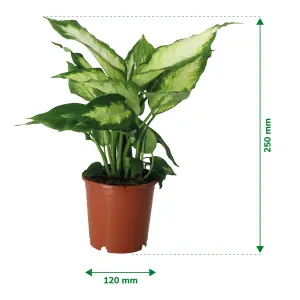 Verve Leopard lily in Plastic Grow pot 12cm