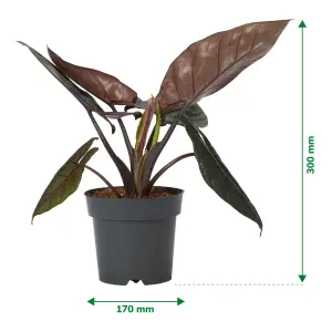 Verve Alocasia frydek in Black Plastic Grow pot 14cm