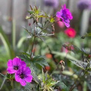 Geranium Dark Eyes - Hot Pink and Black Flowers, Hardy Plant, Compact Size (20-30cm Height Including Pot)