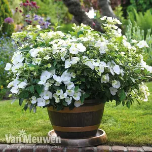 Hydrangea macrophylla Runaway Bride (13cm Potted Plant) 1 Litre Potted Plant x 2