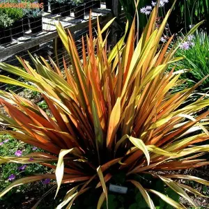 Phormium Flamingo Garden Plant - Striking Pink and Purple Foliage, Compact Size, Hardy (15-30cm Height Including Pot)