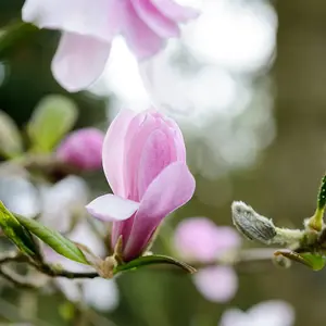 Magnolia 'Leonard Messel' in 9cm Pot - Rare Spring Flowering Shrub