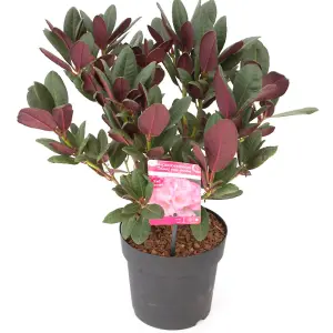 Rhododendron Wine and Roses 15cm Potted Plant x 1